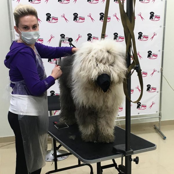 Бобтейл и грумер