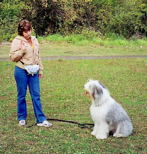 Дрессировка бобтейла