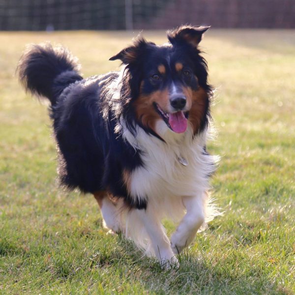 Бегущая овчарка