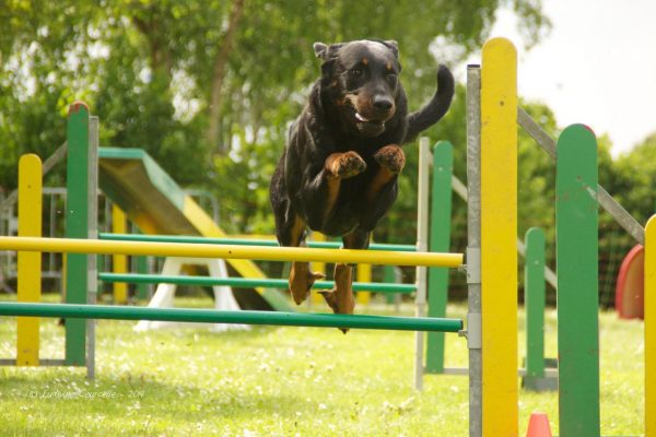 Босерон на аджилити