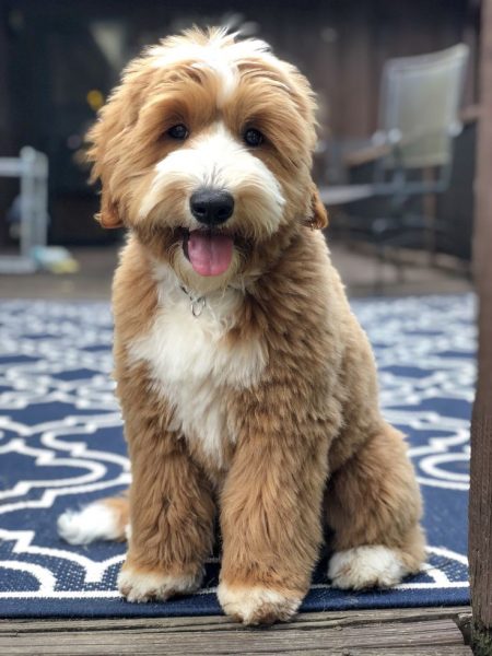 Лабрадудль с белыми пятнами