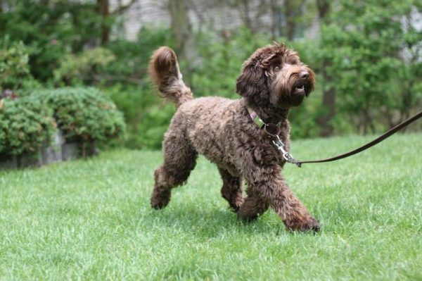 Шоколадный лабрадудль