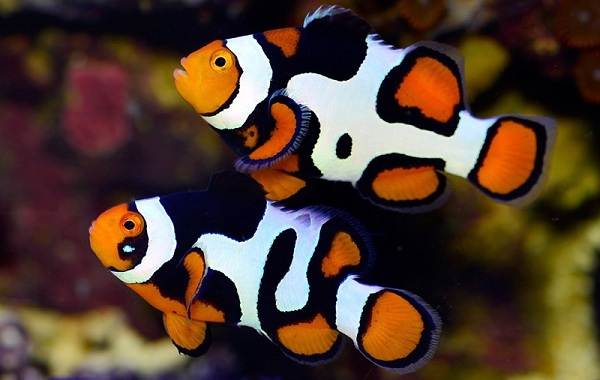 Пара рыб клоунов Пара рыб клоунов