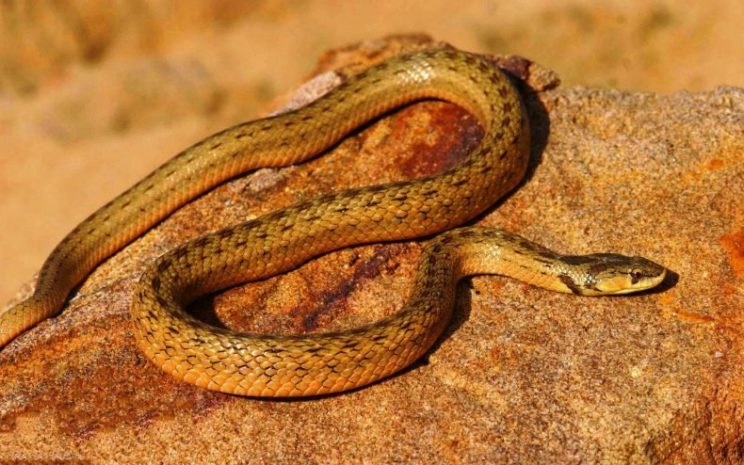 Ядовитая ли змея медянка или нет, опасен ли укус для человека