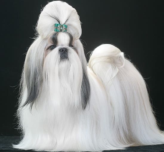Ши-тцу: длинношерстная маленькая порода собак Ши-тцу: маленькая длинношерстная собачка