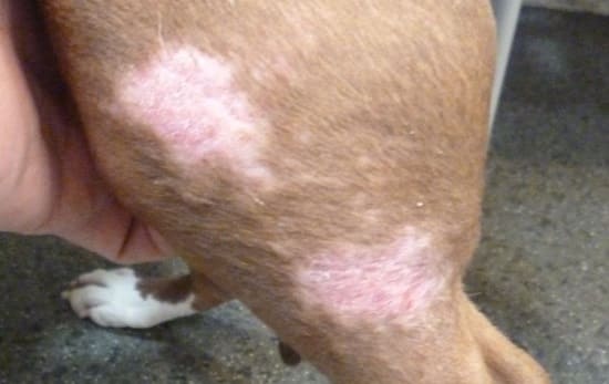 Симптомы чешуйчатого демодекоза у собаки на бедре