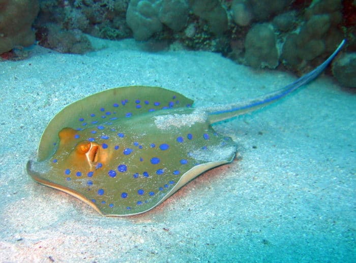 Скат хвостокол ядовит