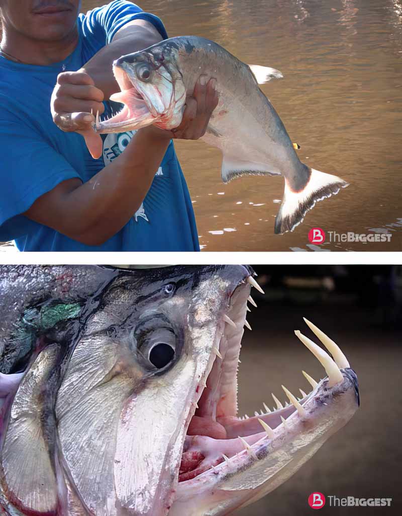 Скумбриевидный гидролик