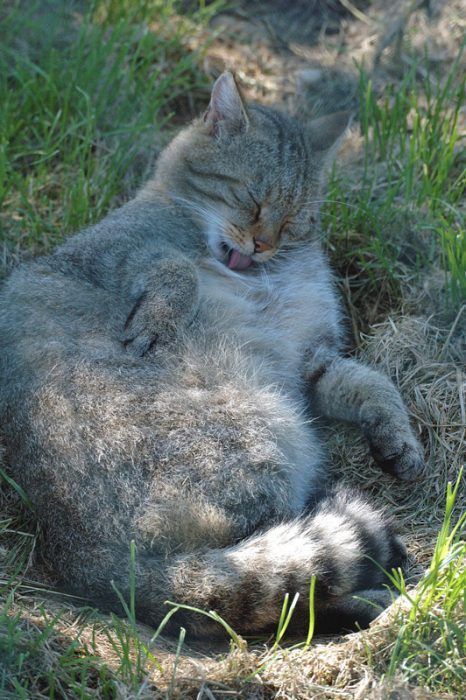 Грубые шерстинки у Степного кота Котик лижет грудку