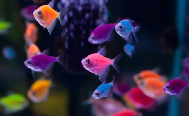 тернеция глофиш