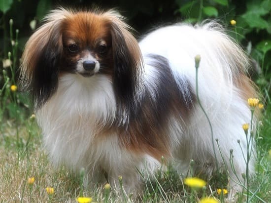 Той-спаниель Фален Той-спаниель Фален