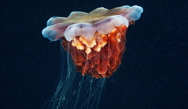 Фото: Как выглядит цианея