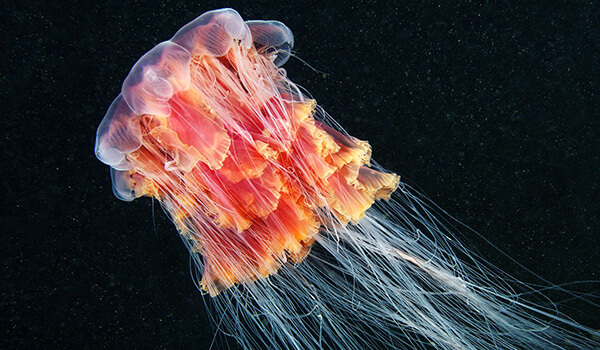 Фото: Арктическая цианея