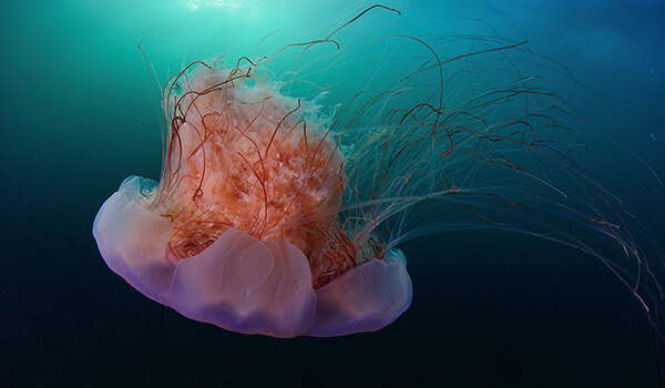 Фото: Гигантская цианея