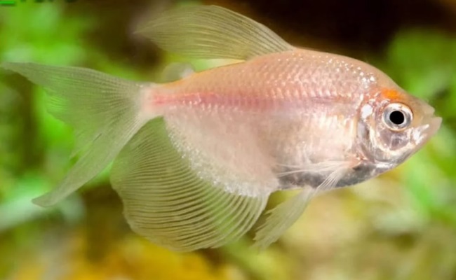 вуалевая тернеция