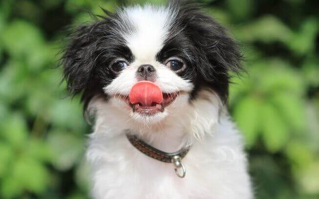 Милая собачка