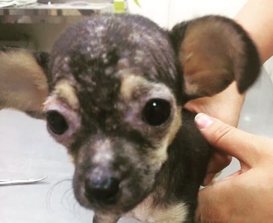 Ювенильный генерализованный демодекоз у щенка