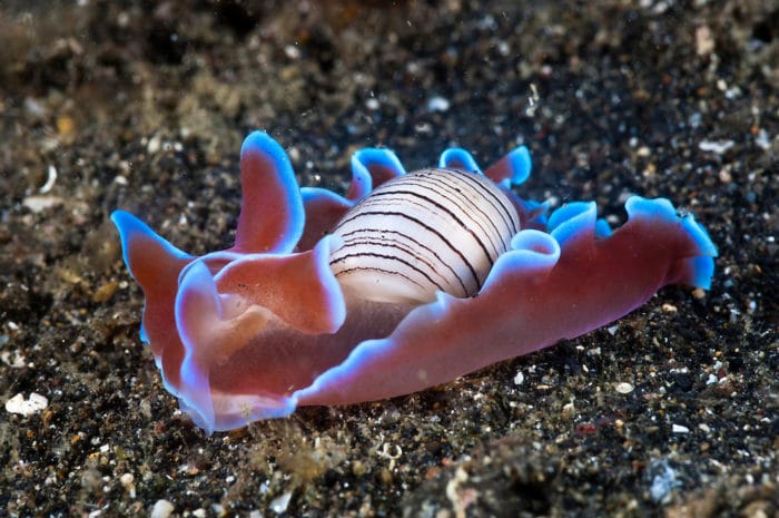 Заднее разветвление