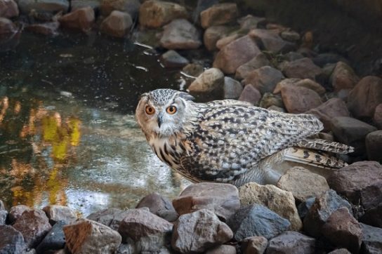 Животные Тайги