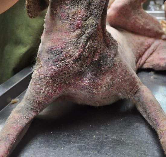 Запущенный пустулезный демодекоз у собаки