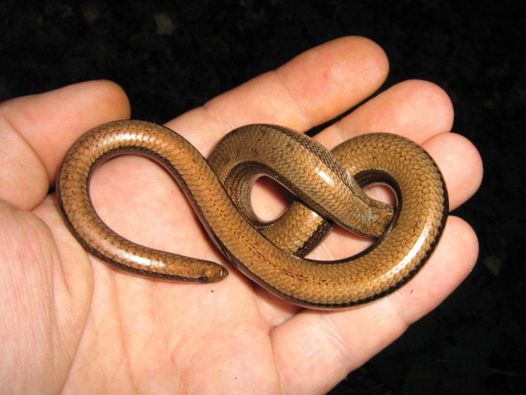 Ядовитая ли змея медянка или нет, опасен ли укус для человека