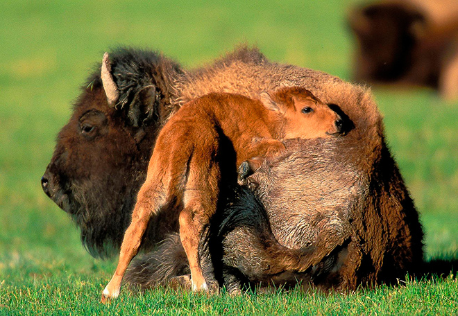 Воспроизведение