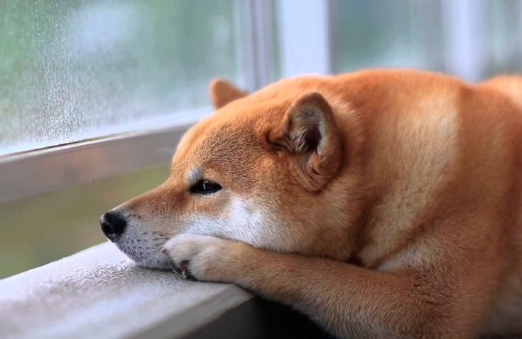 Все о Сиба-Ину: описание, характер и уход