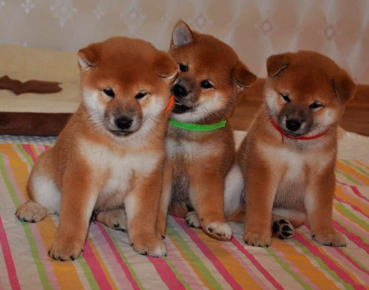 Сиба-ину: описание породы, характер и содержание