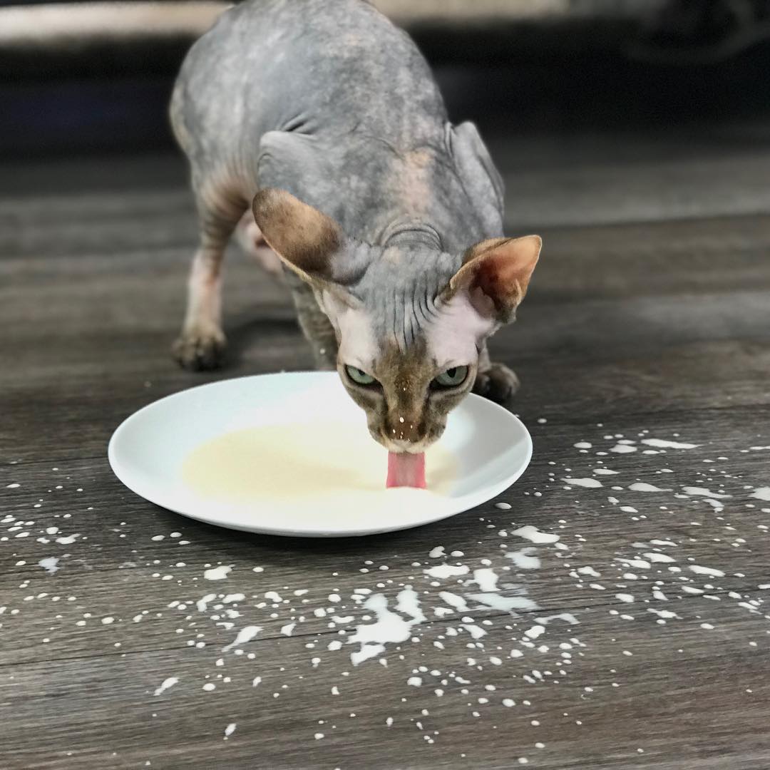 канадский сфинкс особенности породы