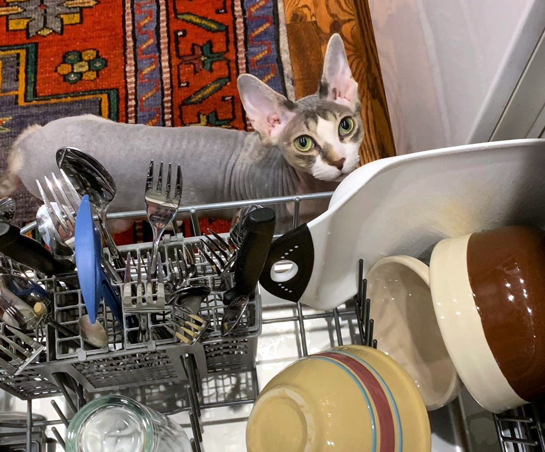 характер-канадских-сфинксов сон