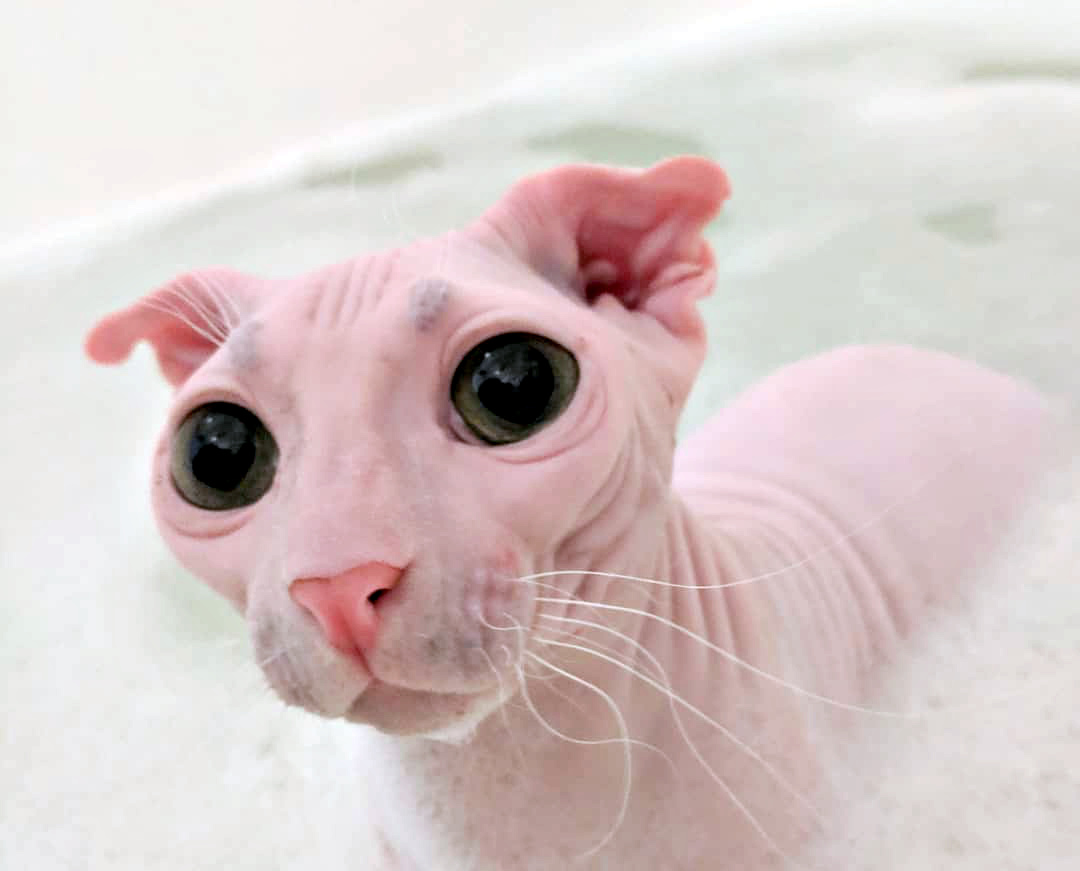 Характер кошек сфинксов, вопросы ухода и содержания, отзывы владельцев