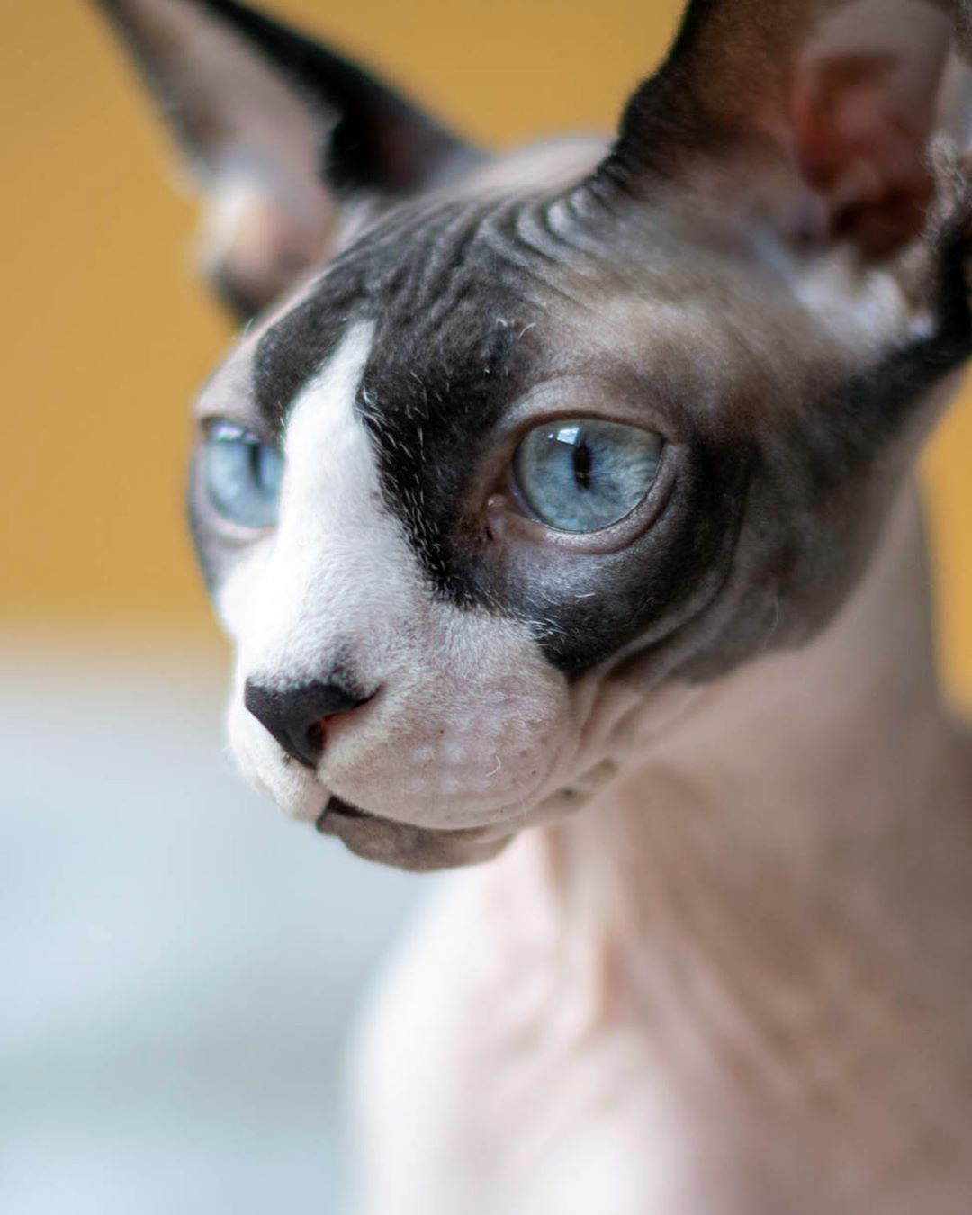 канадский сфинкс особенности породы