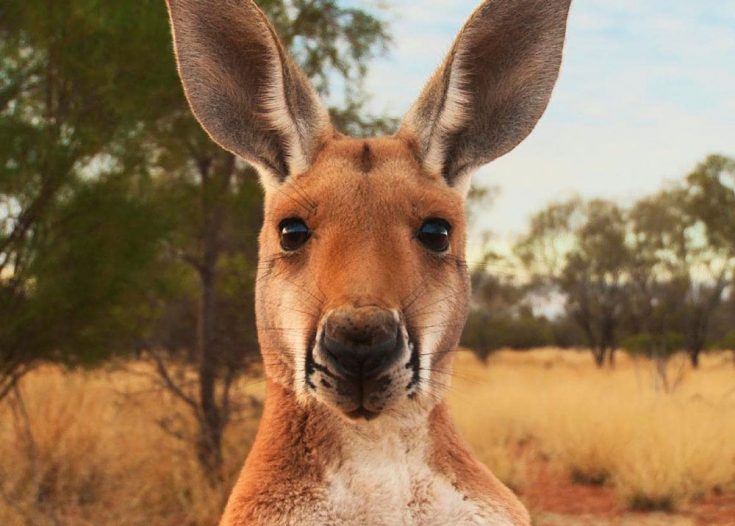 Интересные факты