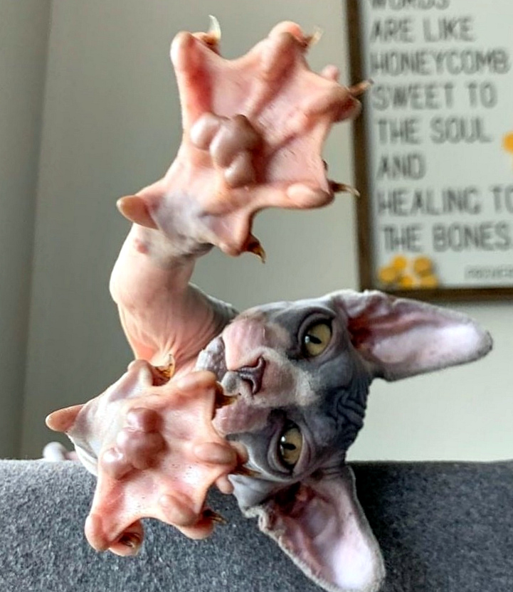 канадский сфинкс особенности породы