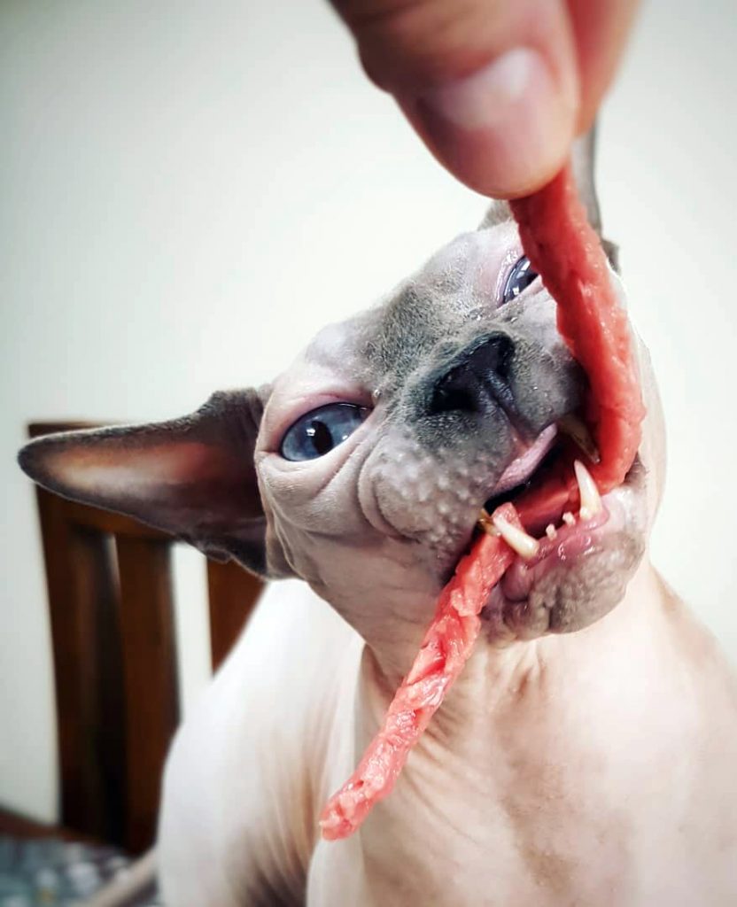 характер-канадских-сфинксов сон