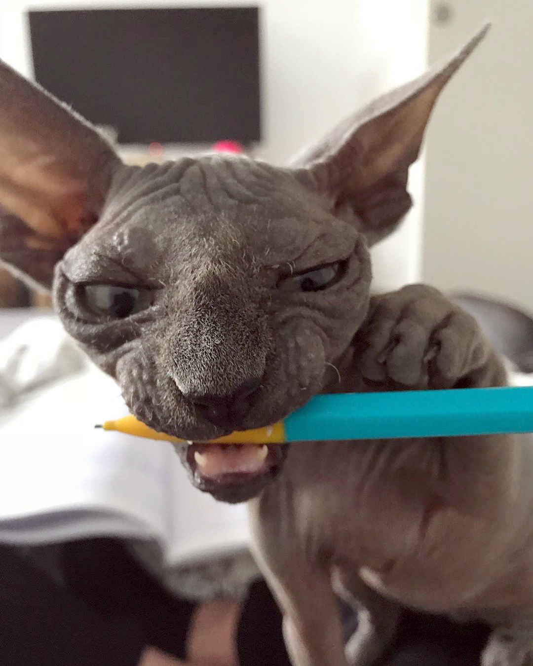 характер-канадских-сфинксов сон