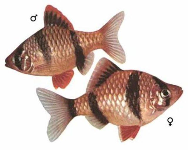 Половой диморфизм барбусов суматранских Половой диморфизм барбусов суматранских