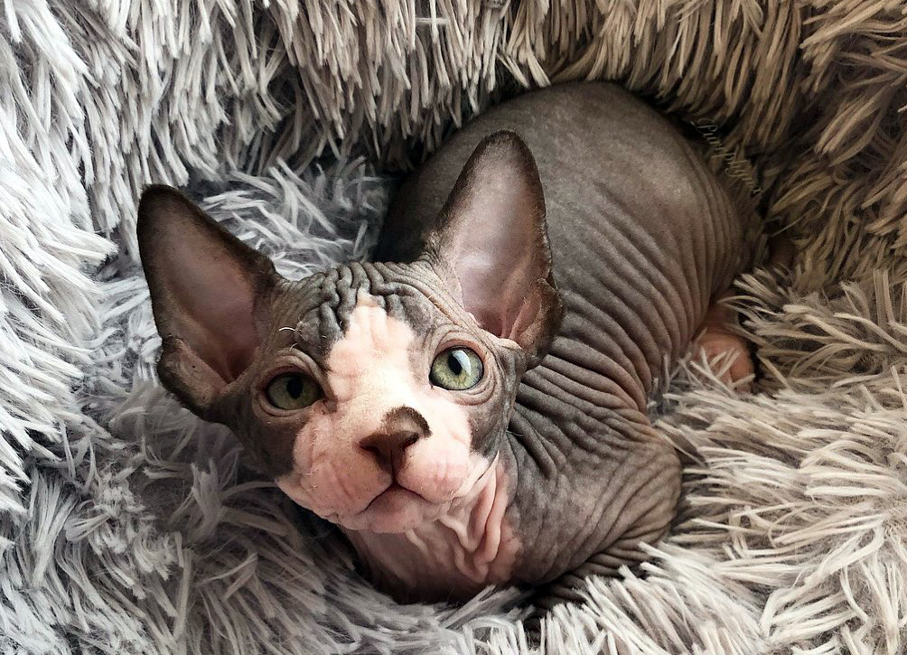 канадский сфинкс особенности породы