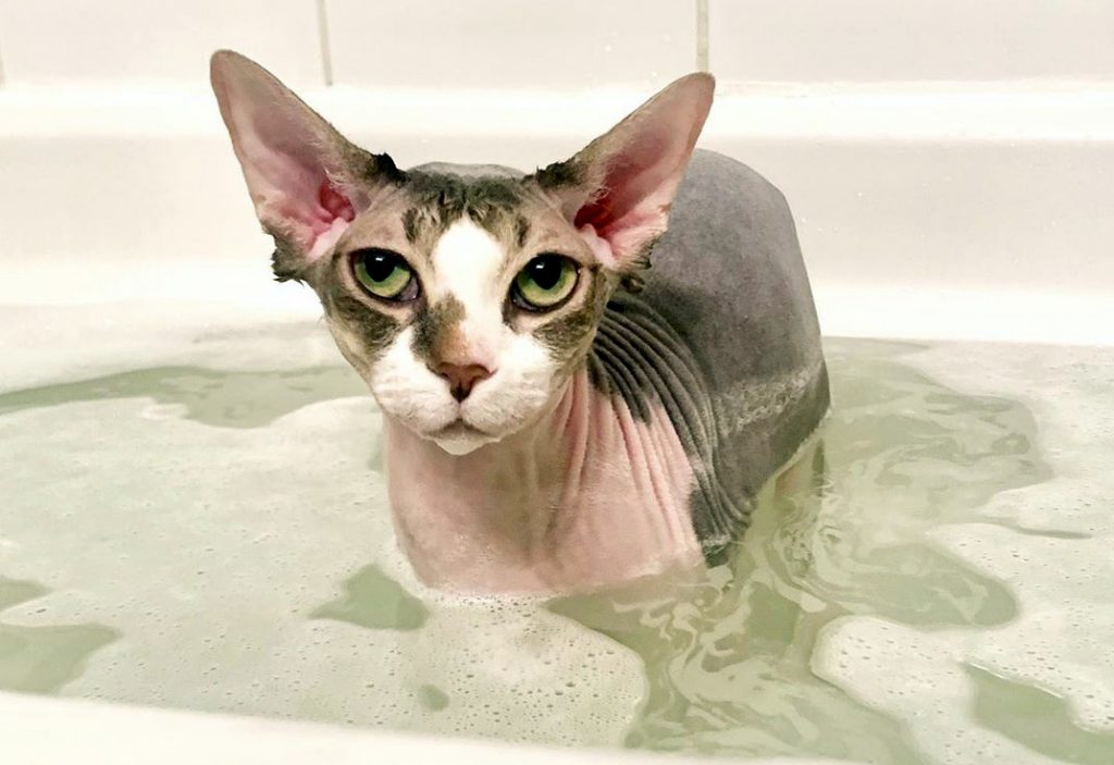 канадский сфинкс особенности породы