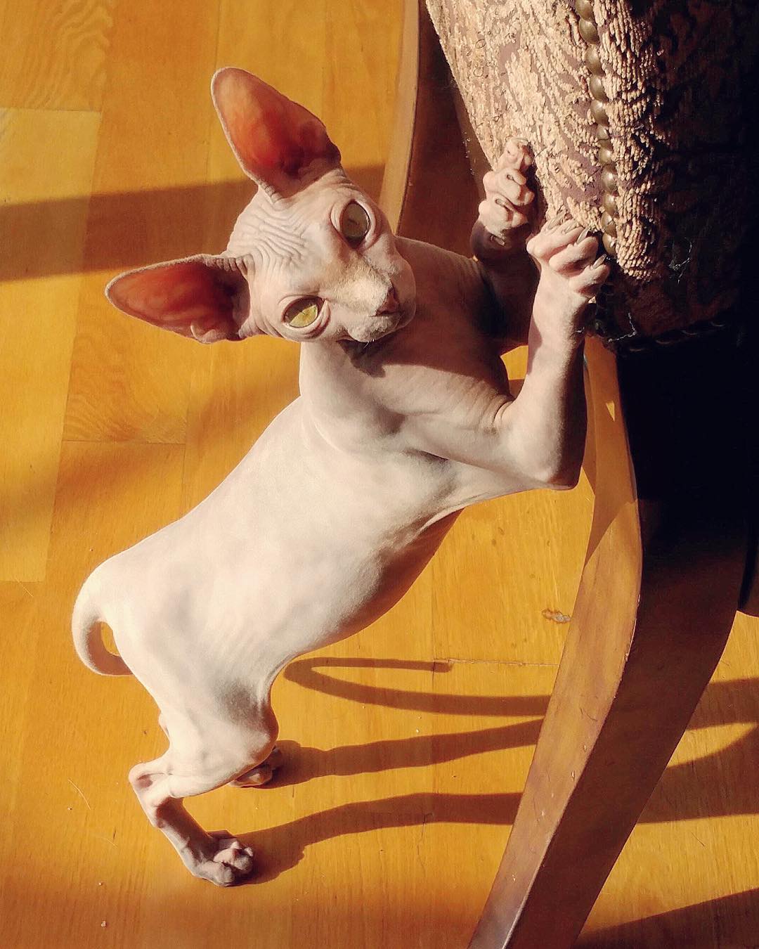 персонаж-кошек-сфинкс сон