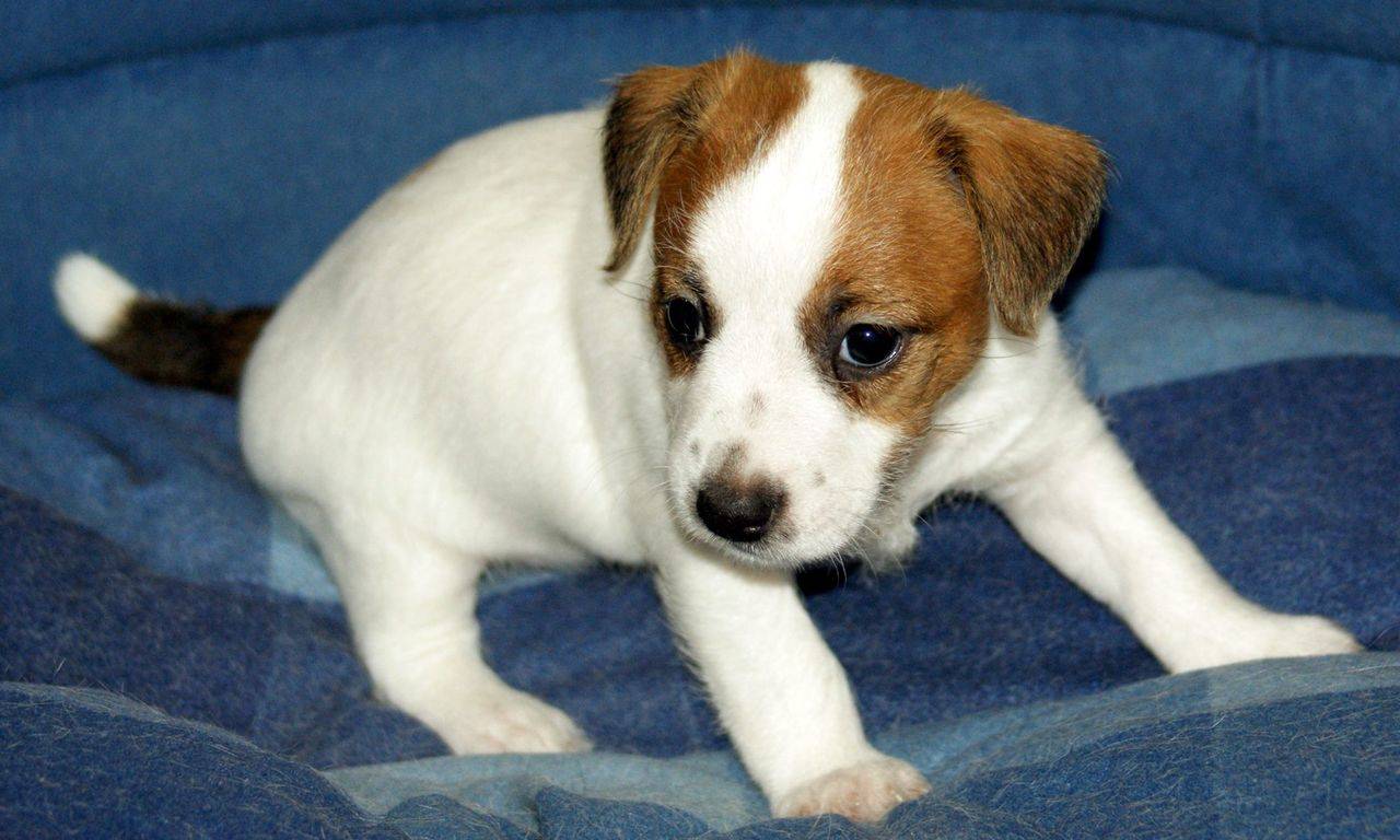 Разновидности джек-рассел-терьеров: о жесткошерстном и гладкошерстном виде