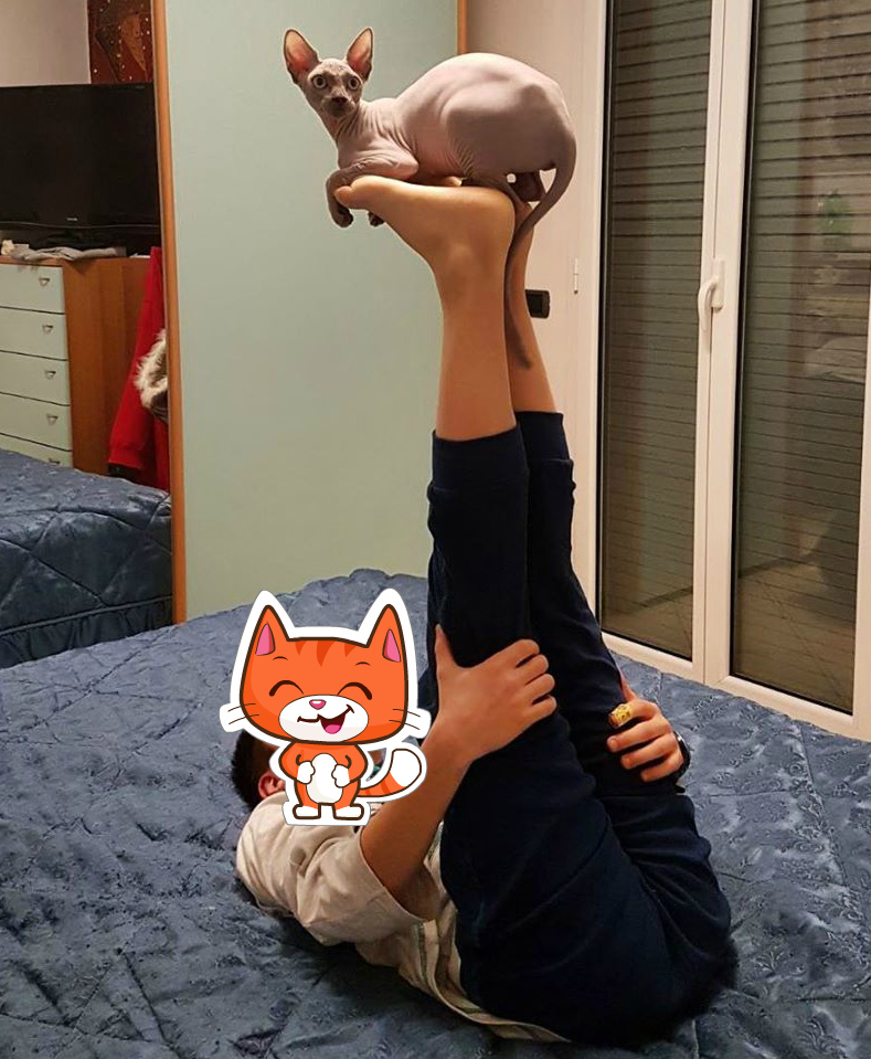 характер-канадских-сфинксов сон