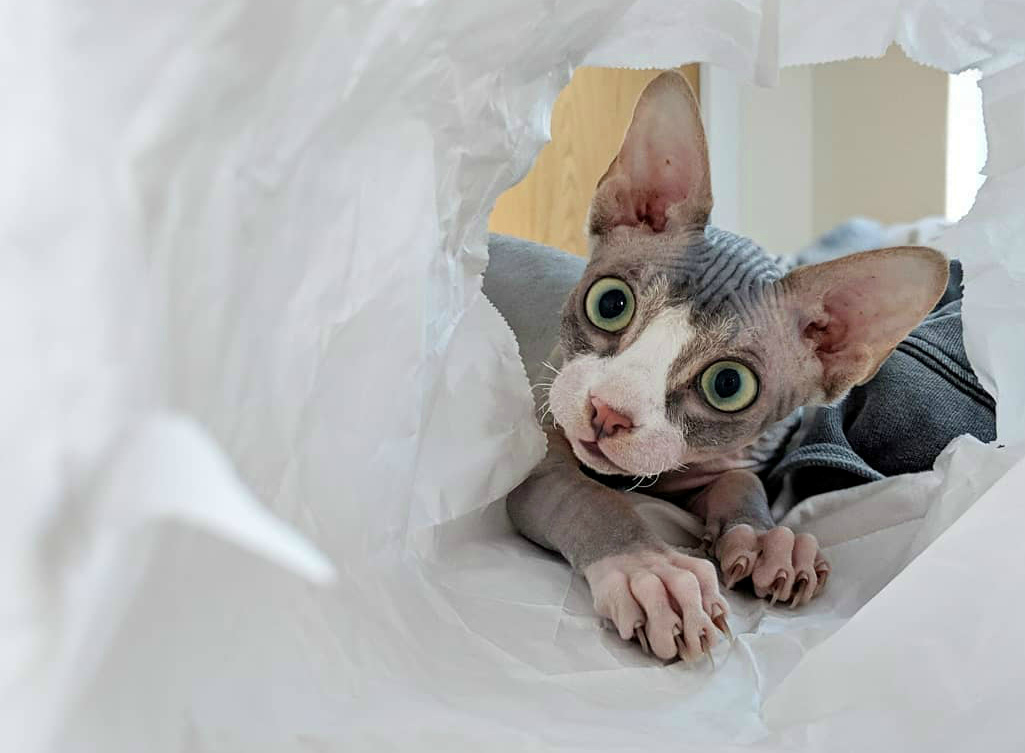 Канадский сфинкс: характеристика породы, происхождение лысых кошек, отзывы владельцев, вопросы по уходу и содержанию, болезни породы