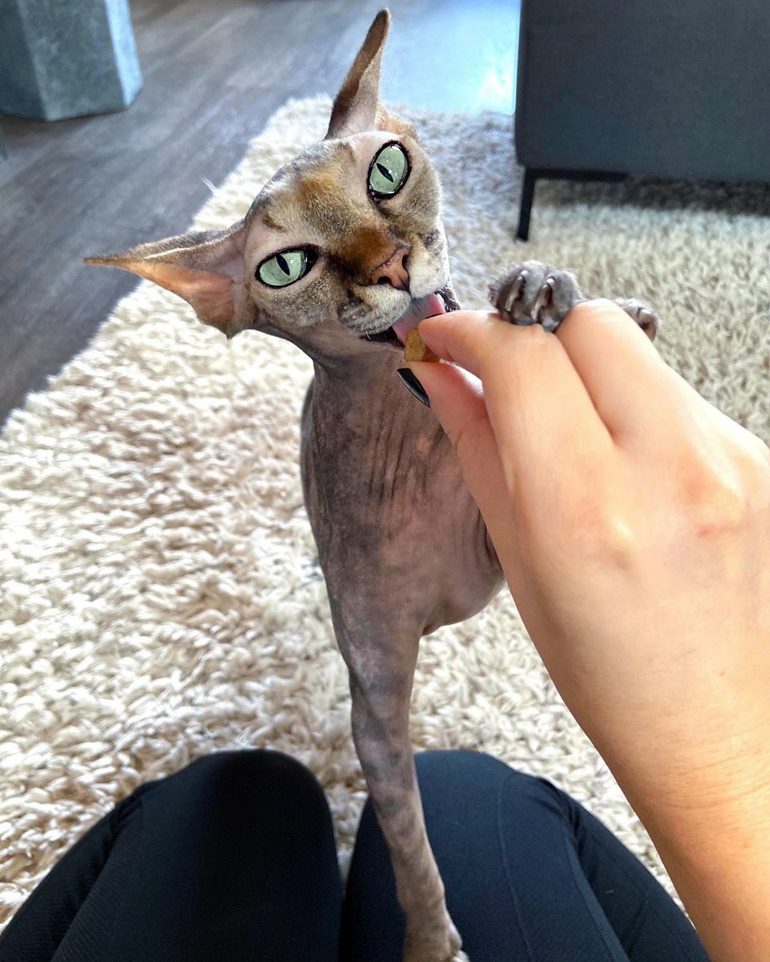 характер-канадских-сфинксов сон