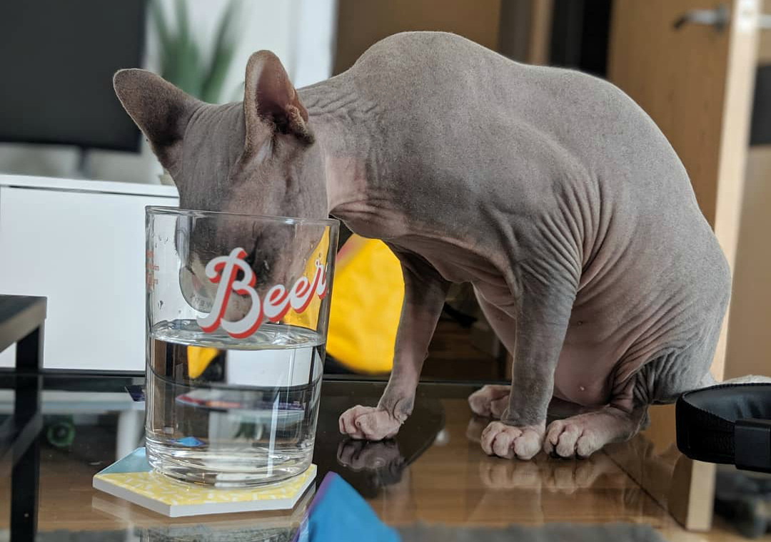 характер-канадских-сфинксов сон