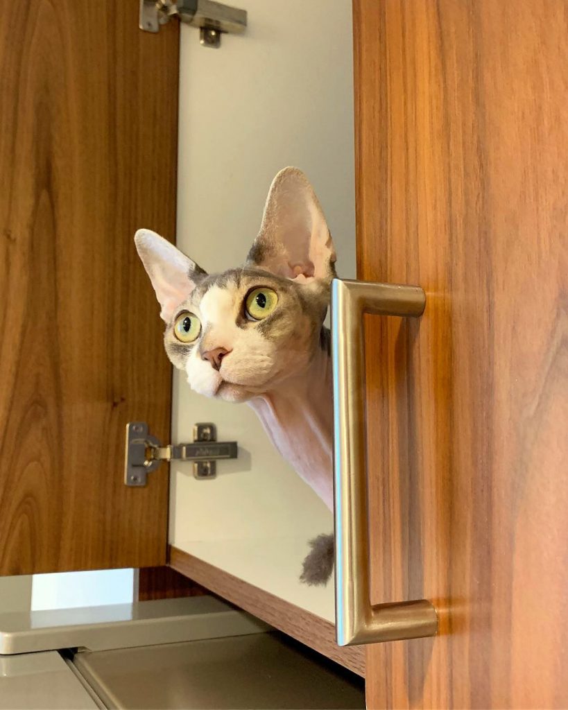 характер-канадских-сфинксов сон