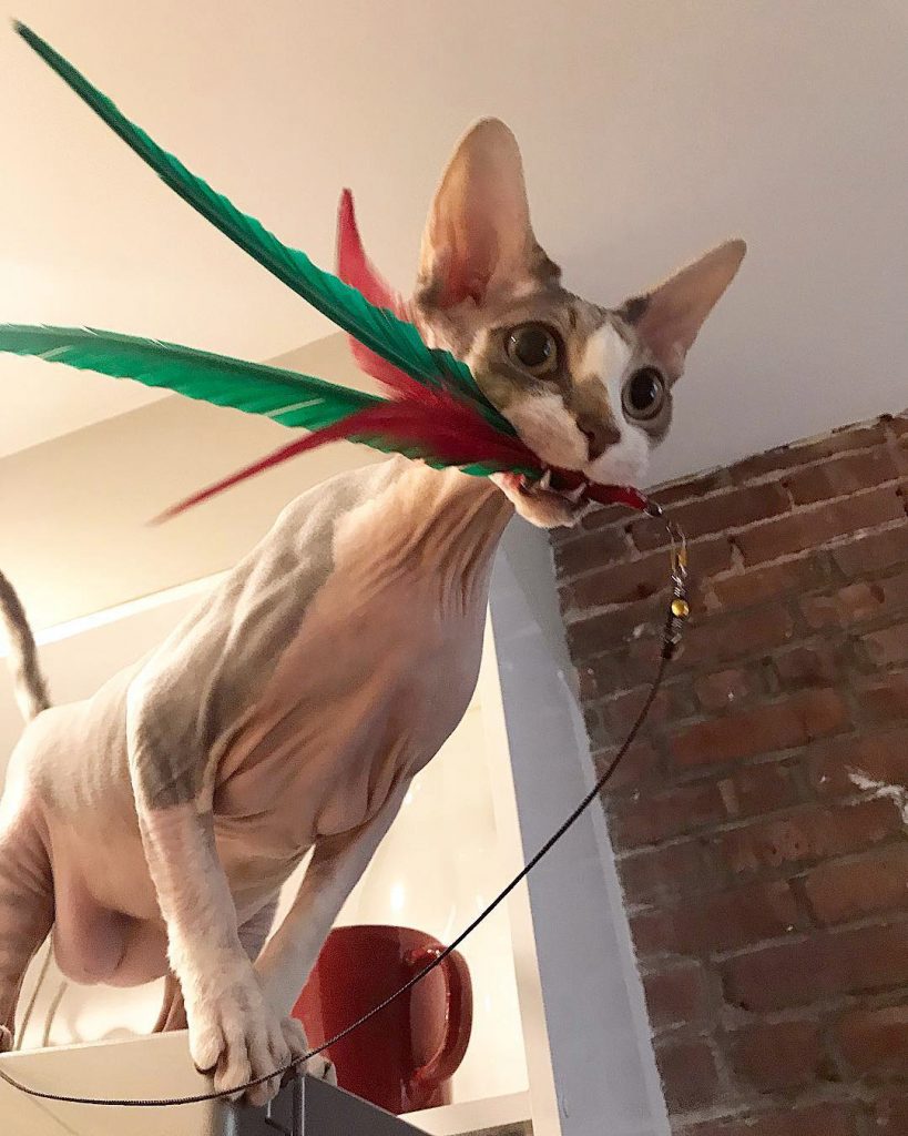 характер-канадских-сфинксов сон