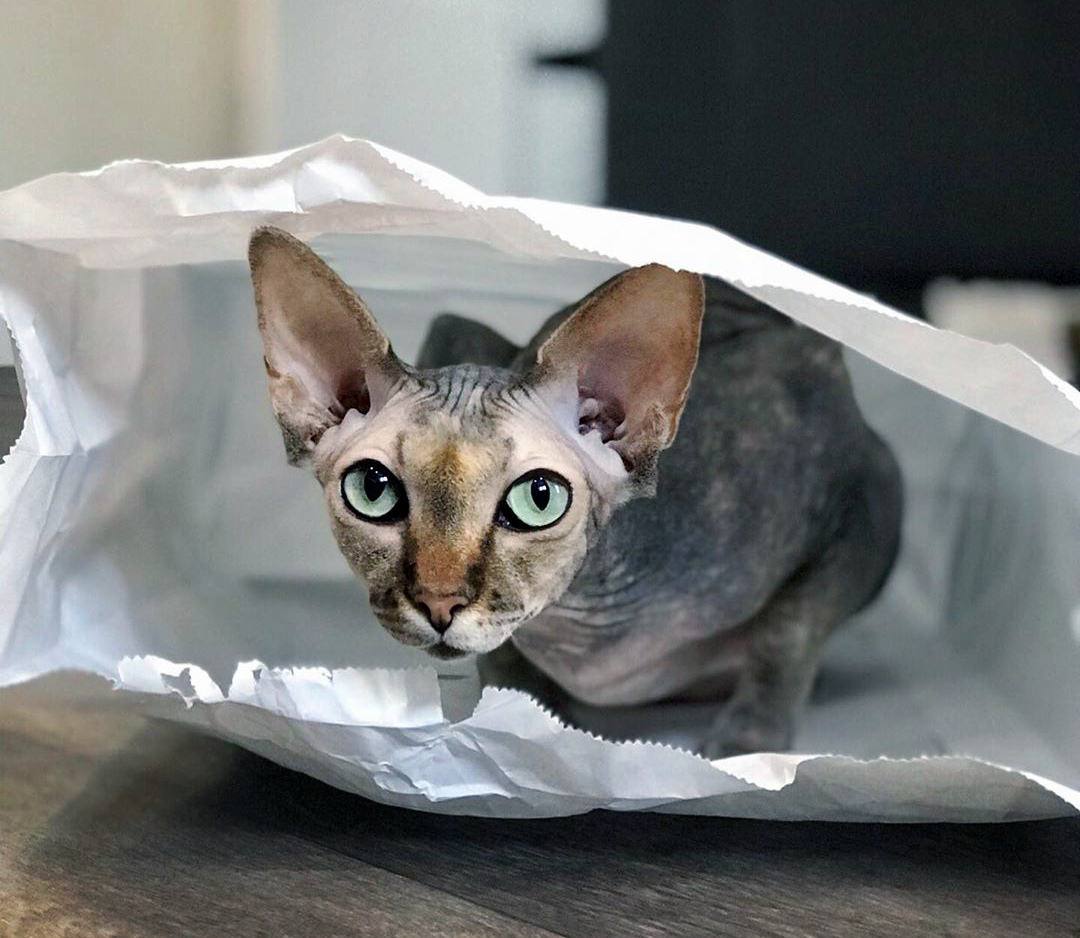 канадский сфинкс особенности породы