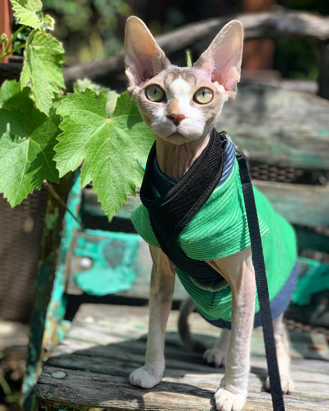 канадский сфинкс особенности породы