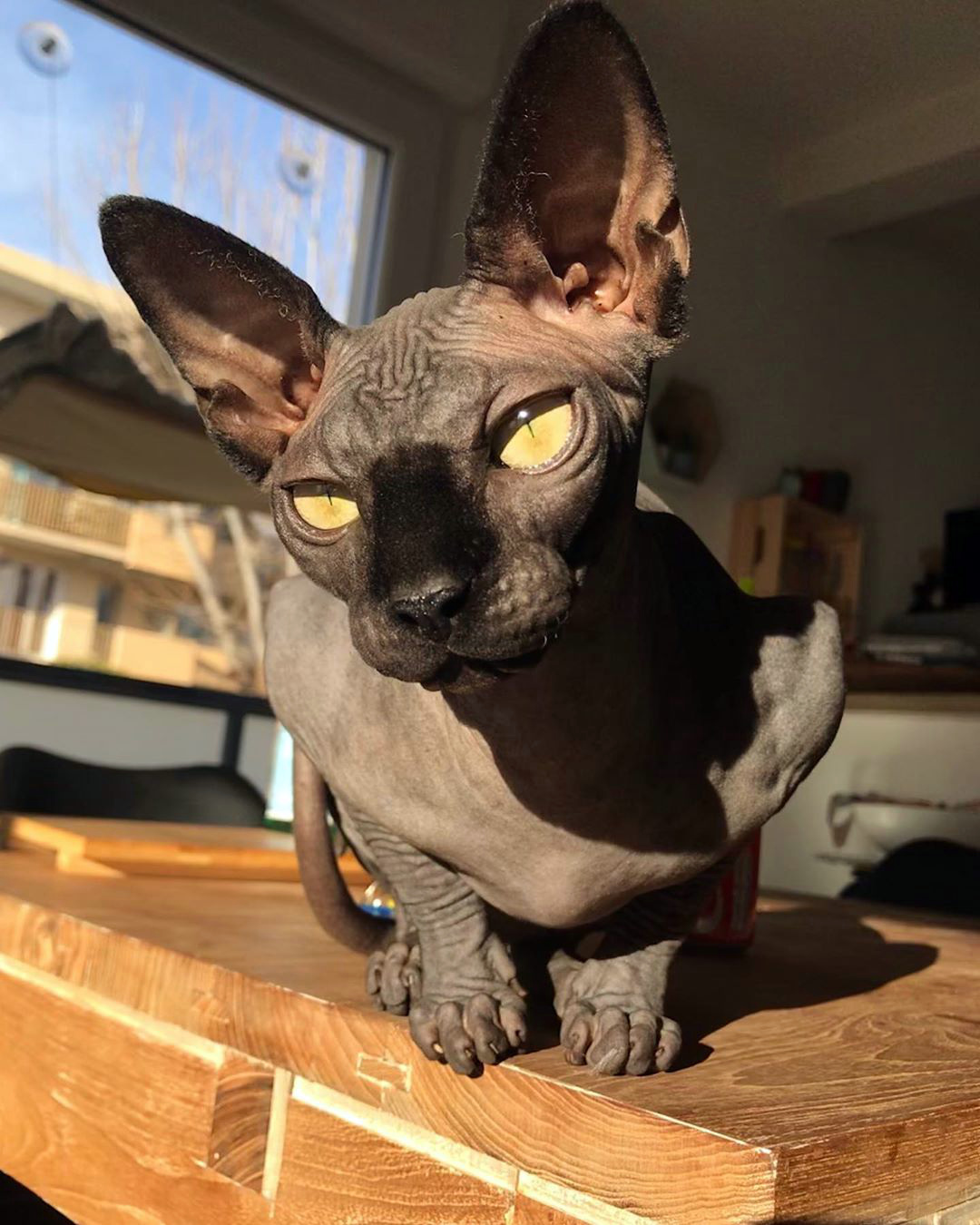 канадский сфинкс особенности породы